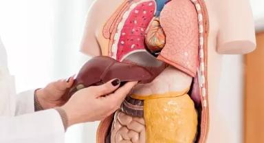 Türk bilim insanları, karaciğer kanseri tedavisinde etkili olan yeni bir molekül belirledi