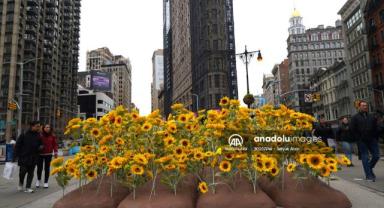 Ukrayna'nın Ulusal Birlik Günü öncesinde New York'taki 5.Cadde'ye 333 tane ayçiçeği yerleştirildi