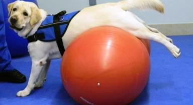 Enkazdan kurtarılan evcil hayvanlar İzmir’de rehabilite ediliyor