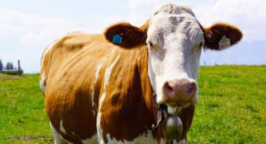 Erzurum Ticaret Borsası
