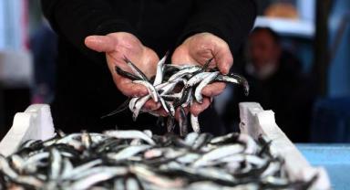Marmara'da hamsi avcılığının durdurulması sektörde olumlu karşılandı