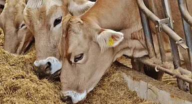 Tarım ve Orman Bakanlığı'ndan depremden etkilenen hayvanlara yem ve mama desteği
