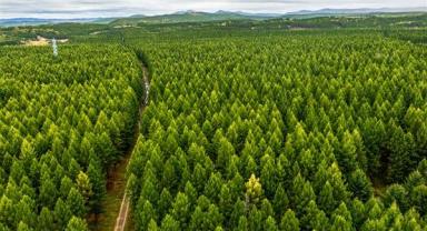 Çin, dünyanın en fazla yeni orman alanı yetiştiren ülkesi