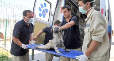 Konya Büyükşehir Belediyesi ekipleri, Hatay'da veterinerlik hizmeti veriyor
