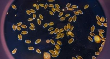 2023 Çin Tohumculuk Konferansı başladı