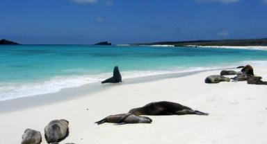 Galapagos Adaları'nda el değmemiş mercan resifi keşfedildi