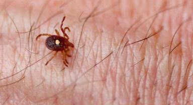 İngiltere'de kenelerden bulaşan ensefalit hastalığı görüldü