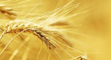 Küresel gıda arzında yeni risk