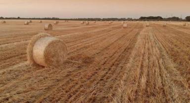 Polonya Tarım Bakanı çiftçilerin yoğun protestoları nedeniyle istifa etti 