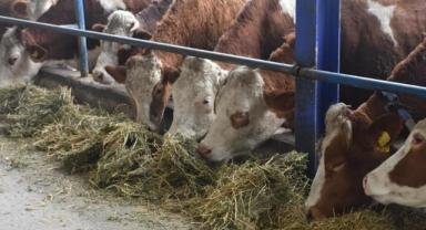 Şap hastalığı nedeniyle durdurulan hayvan hareketleri kısıtlaması aşılama sonrası 28 Nisan'da kaldırılacak