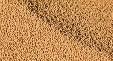 Türkiye'nin ekmeklik buğdayda yeterlilik derecesi yüzde 79.9'a geriledi