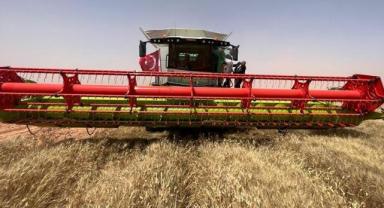 Cezayir çölünde tarım yapan Türk şirketi ilk hasadına başladı