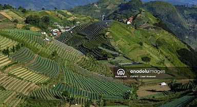 Endonezya'nın teraslı tarlaları