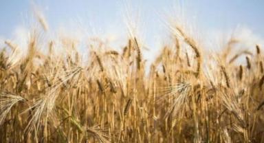 Mardin'de sezonun ilk arpa hasadı yapıldı