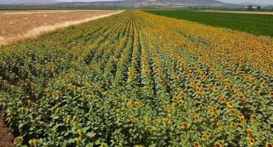 Osmaniye'de ayçiçeği ekim alanı genişliyor