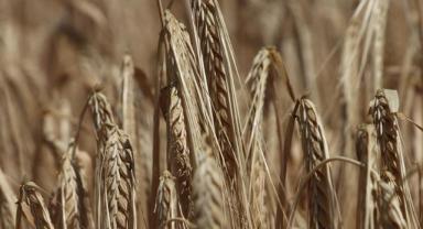 2023'te 20 milyon ton buğday üretimi hedefleniyor