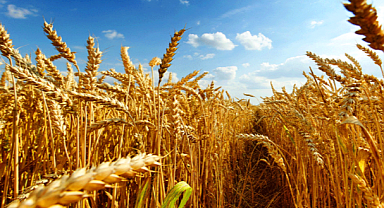 AB, 5 ülkenin Ukrayna'dan tahıl ithalatı kısıtlamasını uzattı