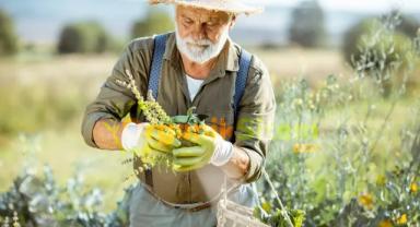 AB'nin organik tarım alanları genişliyor