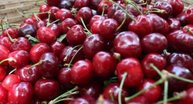 Avrupa'ya ihraç edilen 