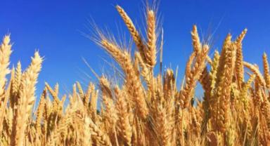 Buğday fiyatları uçtu