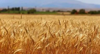 Buğday ve arpa alım fiyatları belirlendi