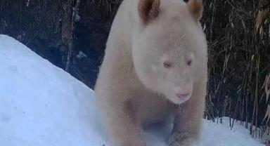Dünyanın ilk albino pandası Çin’de görüldü