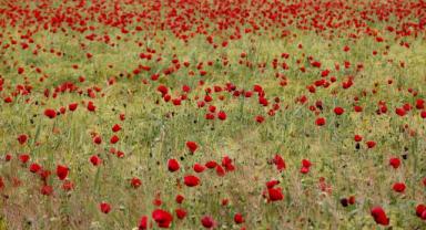Elazığ'da doğaseverler kırmızıya bürünen gelincik tarlasını fotoğrafladı
