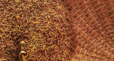 FAO: Küresel gıda fiyatları 2 yılın en düşük seviyesine indi