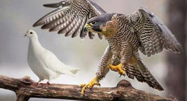 FED ŞAHİN Mİ GÜVERCİN Mİ KALACAK?