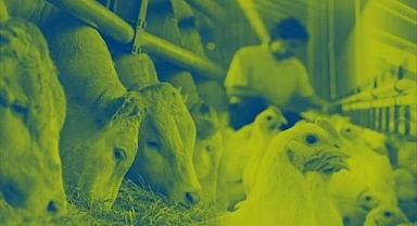 Hayvan besleme şirketi Nutreco, 2022 Sürdürülebilirlik Raporu'nu yayınladı