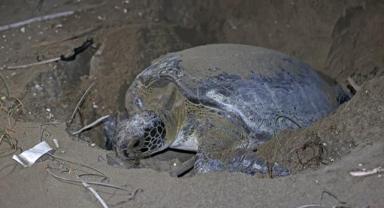 Küresel ısınma yeşil deniz kaplumbağası popülasyonu için risk oluşturuyor