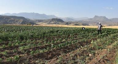 Şırnak'ta 70 çiftçiye dağıtılan 400 bin sebze fidesinden ürün elde edildi