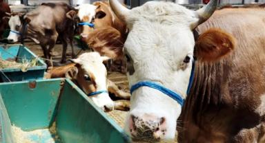 Tarım ve Orman Bakanlığından Kurban Bayramı'nda alınması gereken tedbirler için genelge:
