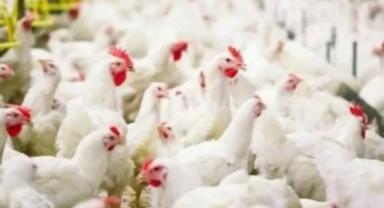 Tavuk eti üretimi nisanda yıllık bazda yüzde 9,4 azaldı