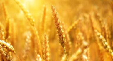 Türk tarımına su kıtlığı ve olumsuz hava koşulları tehdidi