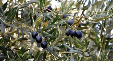 Türkiye'nin AB onaylı coğrafi işaretlerinde gözler ihracata odaklandı