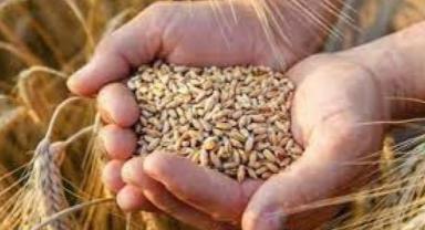 ULUSLARARASI UN SANAYİCİLERİ VE HUBUBATÇILAR BİRLİĞİ (IAOM)