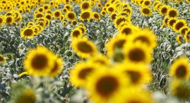 Aşırı sıcaklar ayçiçeğinde verim kaybına neden olabilir