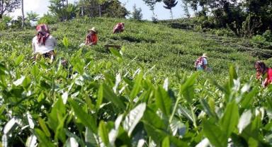 ÇAYKUR ikinci sürgün yaş çay alımlarına başladı