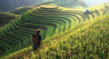 Çin’in tarım dış ticaret hacmi, yılın ilk yarısında 171 milyar doları geçti