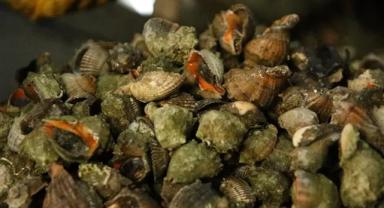 Deniz salyangozu ihracatı geliri yılın ilk yarısını ikiye katladı