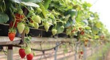 Edirneli çiftçi 2 dönümde yetişecek çileği topraksız tarımla 250 metrekarede yetiştiriyor