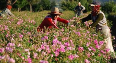 Gülden elde edilen ürünlerle 75 milyon dolarlık ihracat yapılması bekleniyor