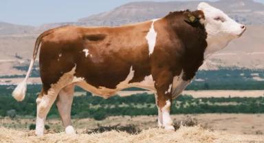 İlk boğa sperması ihracatı Azerbaycan'a yapıldı