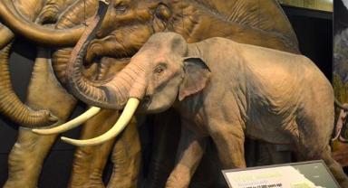 İngiltere'de 450 bin yıllık mamut fosili bulundu