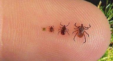 İran Sağlık Bakanlığı: Son 3 ayda Kırım Kongo kanamalı ateşinden 3 kişi öldü