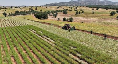 Konya'da kekik hasadına başlandı