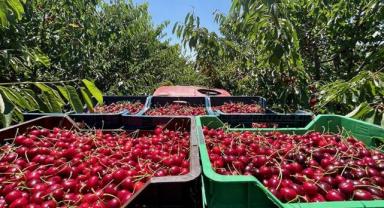 Mihalıççık kirazında ılıman geçen kış mevsimi verimi artırdı