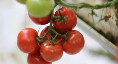 Rusya'nın Türkiye'den domates ithalatı kotasını arttırması ihracat rakamlarına olumlu yansıyacak