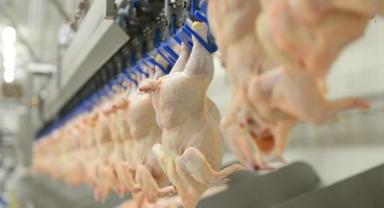 Tavuk eti üretimi mayısta yıllık bazda yüzde 5,1 arttı